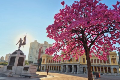 Ipê na Praça da Estação vira atração turística em BH -  (crédito: Jair Amaral/EM/D.A Press)