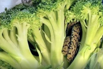 Um caso que ocorreu no Reino Unido repercutiu pelo assunto inusitado: um idoso  tomou um susto ao pegar um brócolis na geladeira e encontrar uma cobra em meio aos caules da verdura.  -  (crédito:  Reprodução do Facebook)