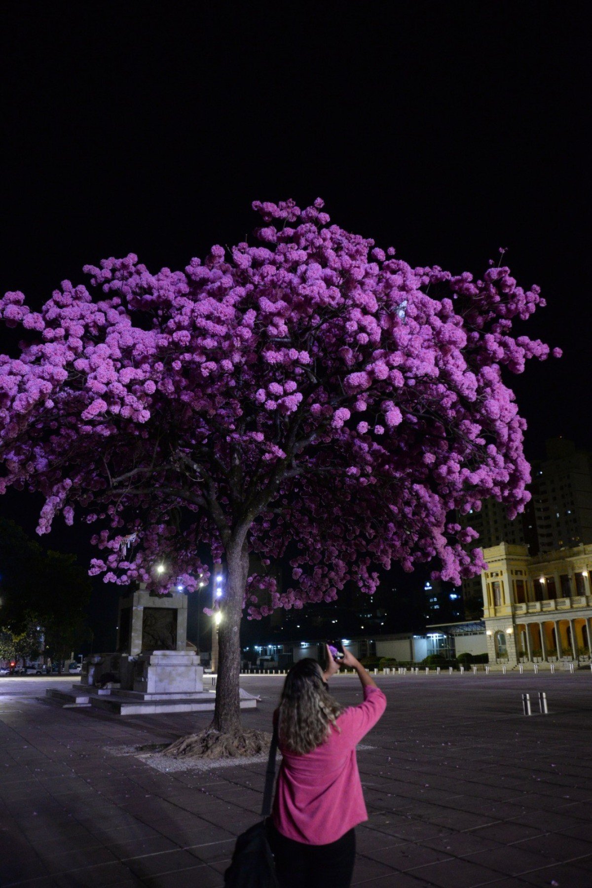 Ipê da Praça da Estação à noite-Túlio Santos/EM/D.A Press