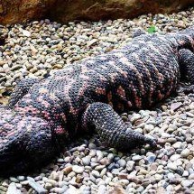 Lagarto venenoso foi chave para a caneta emagrecedora - Arpingstone/Wikimédia Commons