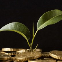 Créditos de carbono poderão quitar impostos no agronegócio - DINO
