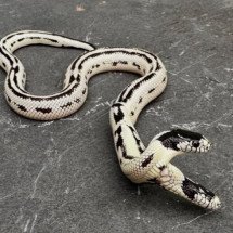 Sobrevivência de cobra com duas cabeças surpreende nos EUA - Reprodução Instagram 