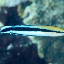 Pesquisa aponta inteligência que impressiona em espécie de peixe - flickr - Rickard Zerpe