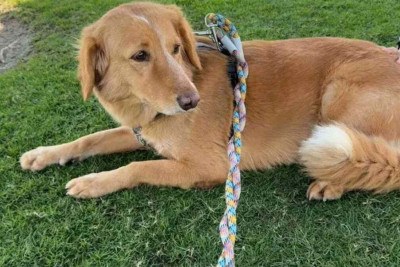 Amber havia chegado ao Reino Unido em abril para recomeçar sua vida ao lado de uma família adotiva na região de New Forest -  (crédito: Reprodução/Instagram)