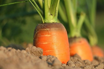 A cenoura é amplamente conhecida por seu sabor adocicado, sua coloração vibrante e, principalmente, por seus benefícios nutricionais. -  (crédito: Pixabay)