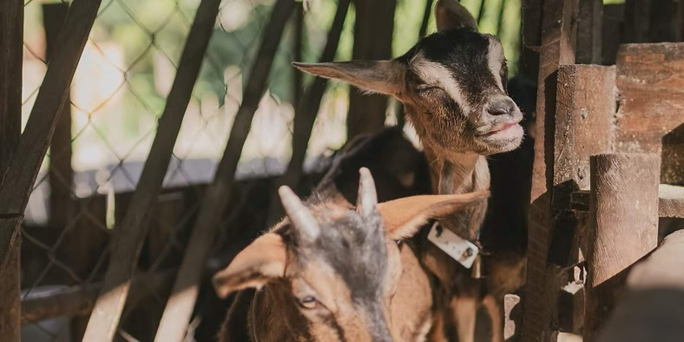  No Aprisco Chèvremón, o turista vai conhecer cabras e degustar queijos e doces 
