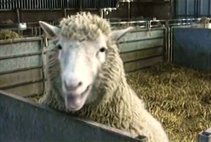Primeiro animal clonado do mundo: a história da Ovelha Dolly - Reprodução de vídeo TV Globo