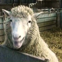 Primeiro animal clonado do mundo: a história da Ovelha Dolly - Reprodução de vídeo TV Globo