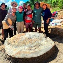 Fóssil de tartaruga gigante que viveu há 13 milhões de anos é achado no Acre - DivulgaÃ§Ã£o