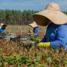 Eucatex integra lista de líderes globais em sustentabilidade - DINO