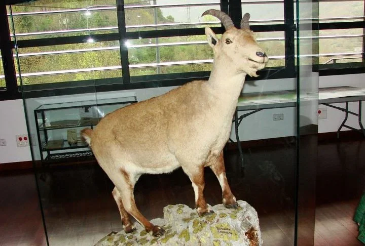 Um marco para a Ciência: o único animal que foi "extinto" duas vezes - Wikimedia Commons/Jose Miguel Pintor Ortego