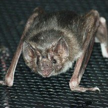 Cientistas revelam por que morcegos-vampiros teriam energia para correr em esteiras - Ltshears/Wikimedia Commons