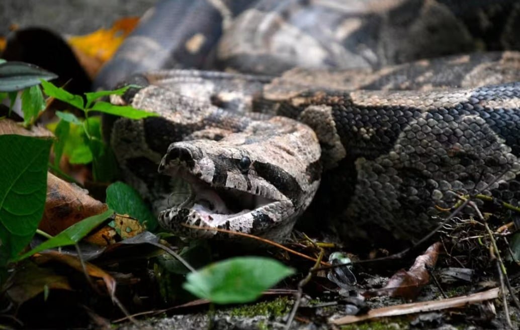 Surgimento de cobras em áreas urbanas ocorrem em várias partes do país - Divulgação Prefeitura de Nova Iguaçu 
