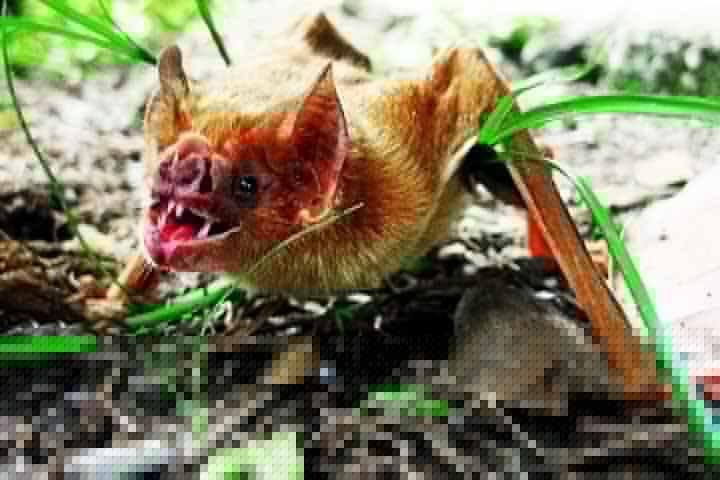 Alguns animais  têm dentes semelhantes aos dos vampiros. Um exemplo notável é o morcego-vampiro, que tem caninos afiados projetados para perfurar a pele de suas presas e se alimentar de sangue. -  (crédito:  Flickr Ana Jaramillo)