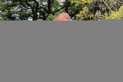 O Parque Terra dos Dinos, que fica em Miguel Pereira (RJ), recebeu uma certificação internacional por seu modelo de turismo sustentável. -  (crédito: Reprodução Instagram @terradosdinos)
