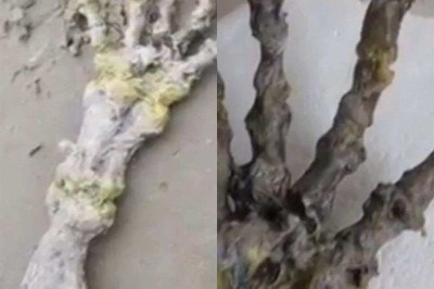 Você soube que brasileiros acharam um esqueleto de mão gigante na praia? O FLIPAR mostrou essa situação  curiosa e republica para quem não viu. -  (crédito: Montagem Flipar)