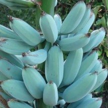 Banana azul: Existe e tem sabor inesperado… - Reprodução/Sociedade Internacional da Banana
