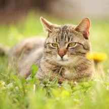 Gatos e espiritualidade – Os poderes espirituais dos nossos felinos