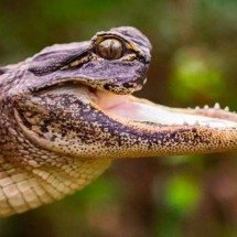 Jacaré sem maxilar viralizou nas redes sociais - Divulgação/Gatorland