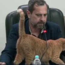 Gato "vereador" arranca gargalhadas em sessão parlamentar em Votuporanga - Reprodução de vídeo 