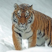 Tigre-siberiano se livra do risco iminente de extinção - Marcel Langthim por Pixabay
