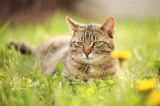 Gatos e espiritualidade – Os poderes espirituais dos nossos felinos