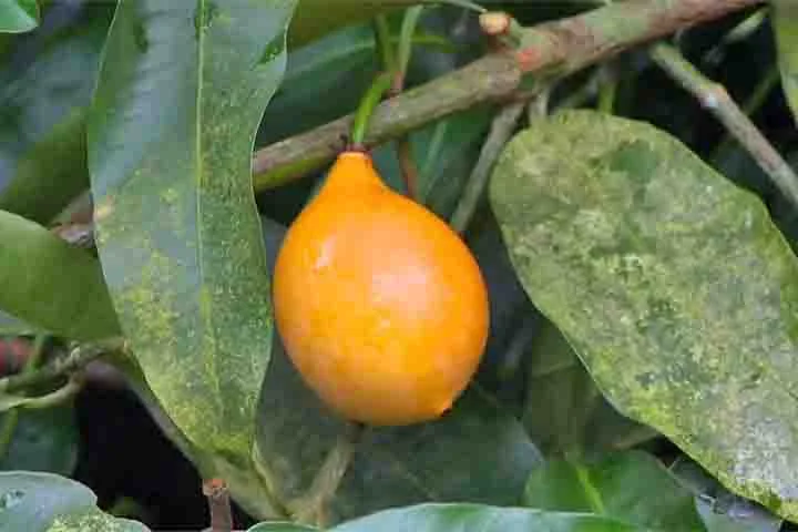 As frutas não se limitam apenas às conhecidas nos mercados brasileiros. Afinal, muitas delas são exóticas e pouco exploradas em determinadas regiões. Algo que acontece com o achachairu, de origem sul-americana, que traz benefícios à saúde, mas ainda não se popularizou no Brasil. -  (crédito: Reprodução/TV Gazeta)