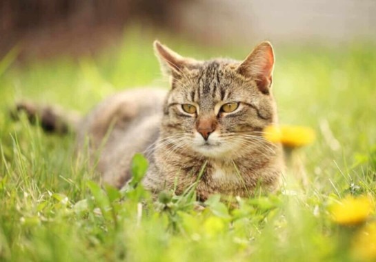 Gatos e espiritualidade – Os poderes espirituais dos nossos felinos