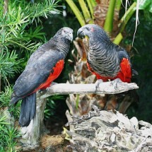 Papagaio com penas vermelhas ganha apelido de "Drácula" -  Psittrichas_fulgidus_-Miami_Zoo wikimedia commons