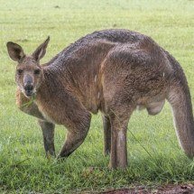 Desaparecimento de floresta pode ter causado extinção de cangurus-gigantes - Tarryn Grignet/Unsplash