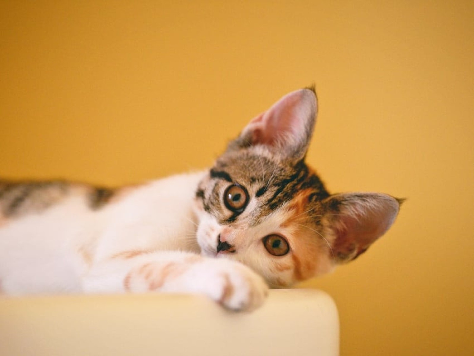 Simbolismo da cor do gato: 5 cores e seus significados