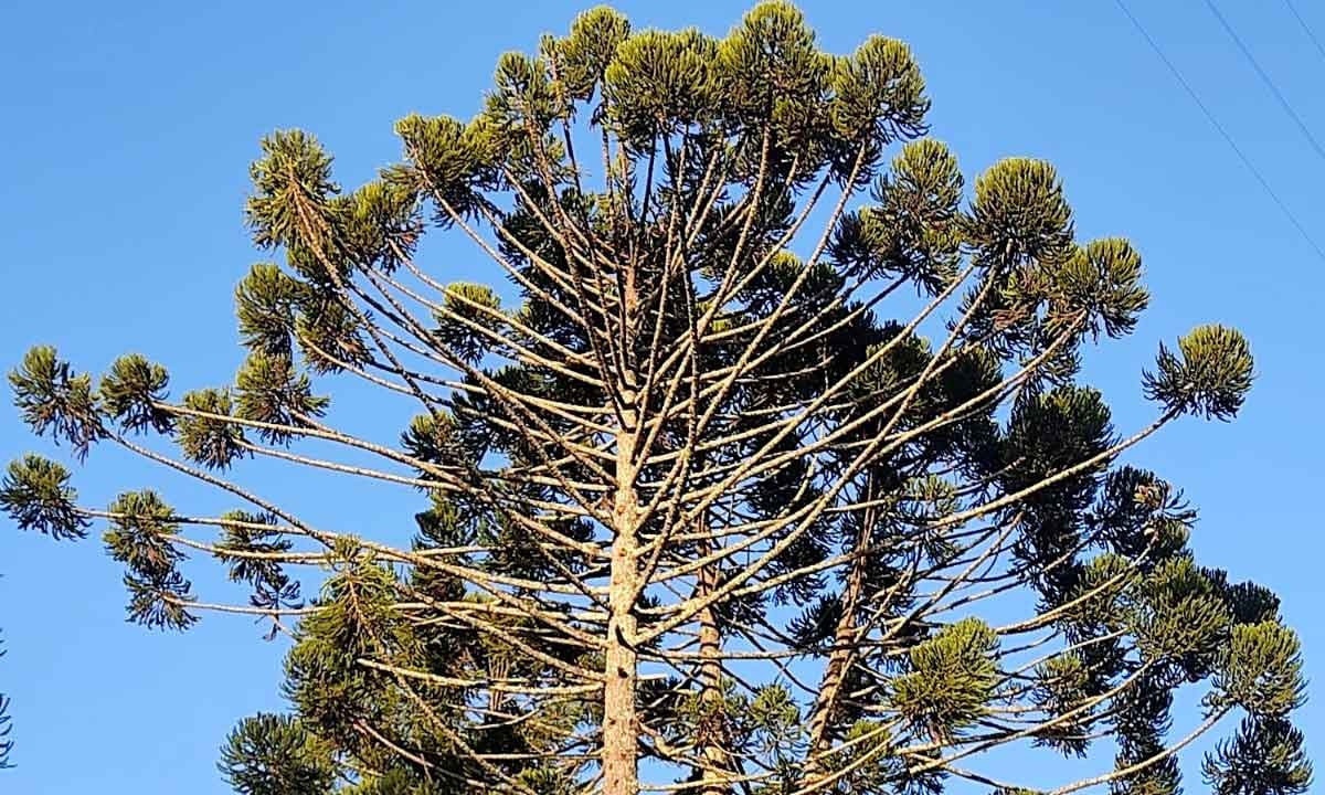 a preservação da araucária tem motivado ações no município de Delfim Moreira