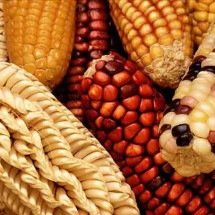 Xodó das festas juninas, milho se destaca na culinária o ano inteiro -  Keith Weller/Wikimédia Commons