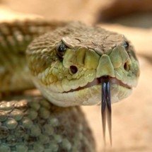 As cobras mais venenosas do planeta - rabe/Pixabay
