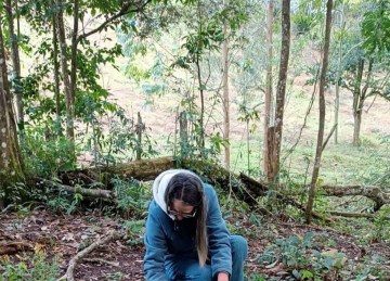 Coleta do pinhão, que precisa estar no chão para não comprometer o resultado, 
é fonte complementar de renda para muitos moradores ao redor das plantações -  (crédito: Emater-MG/Divulgação)