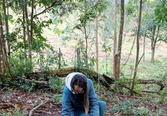 Produtores querem mudar o calendário do pinhão