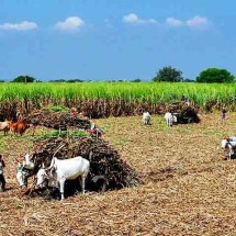 Sustentabilidade e poderio econômico da cana-de-açúcar - Imagem de Bishnu Sarangi por Pixabay