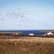 Malvinas: arquipélago de emoções, paisagens e história de guerra contra a Inglaterra - Flickr Mouser Williams