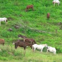 Investigação aponta substância que matou mais de 200 cavalos em haras brasileiros - Reprodução/TV Globo