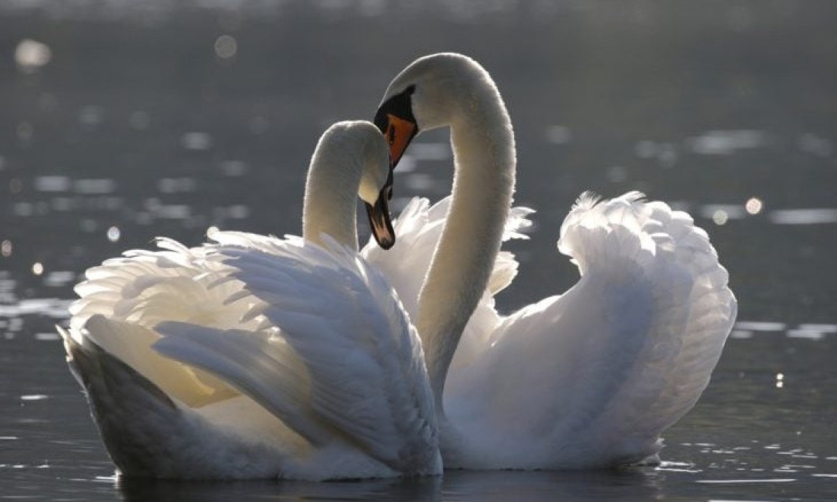 Cisnes: Símbolos do amor e da fidelidade, os cisnes formam pares para toda a vida, criando um elo praticamente inabalável. - (crédito: Andreas Glöckner por Pixabay) Cisnes: Símbolos do amor e da fidelidade, os cisnes formam pares para toda a vida, criando um elo praticamente inabalável. - (crédito: Andreas Glöckner por Pixabay)
