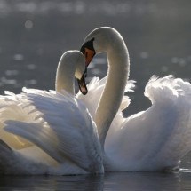 O que é o amor? - Andreas Glöckner por Pixabay