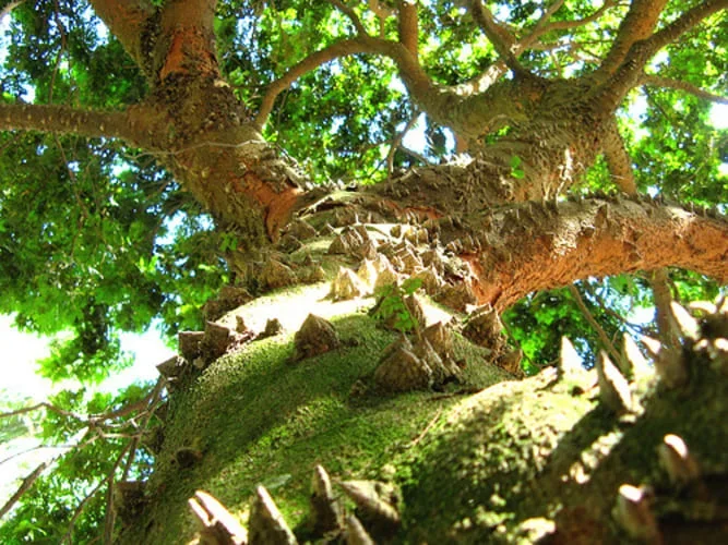 A origem dos nomes dos países da América do Sul - Mauroguanandi wikimedia commons