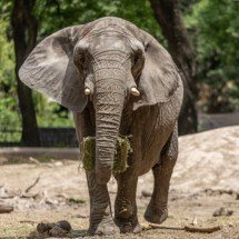 Conheça elefantas da Argentina que se mudaram para santuário no Brasil - Divulgação/Santuário de Elefantes Brasil