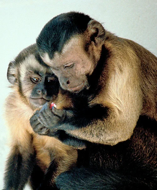Mundo tem mais de 500 espécies de primatas: conheça os maiores - Frans de Waal - wikimedia commons 