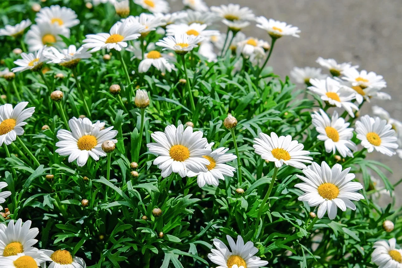 Símbolo de leveza, margaridas dão toque especial à decoração - Imagem de Couleur por Pixabay
