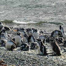 Pinguins estão chegando ao litoral brasileiro; teve resgate no Rio de Janeiro - Mirko Thiessen wiki commons