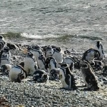 Pinguins estão chegando ao litoral brasileiro; teve resgate no Rio de Janeiro - Mirko Thiessen wiki commons