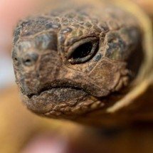 Estudo aponta que tartarugas podem ter sentimentos como os seres humanos - Freepik/wirestock