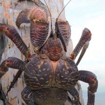 Caranguejo gigante é avistado em ilha da Índia depois de mais de 150 anos ‘desaparecido’ - Reprodução/YouTube