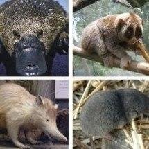 Mamíferos venenosos: conheça os quatro que existem no planeta - Montagem Flipar